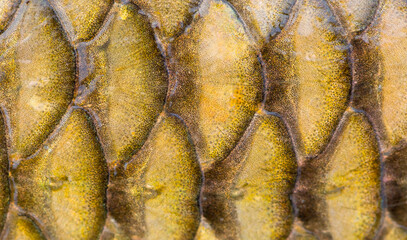 Fish scales background, texture of fish close up. Reptile skin.