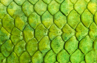 Fish scales background, texture of fish close up. Reptile skin.