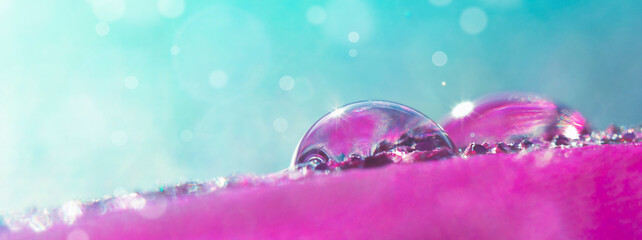 Beautiful transparent water drops on a feather in pink and blue tones in sunlight with bokeh and in macro.