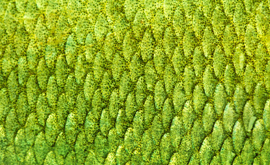 Fish scales background, texture of fish close up. Reptile skin.