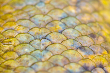 Fish scales background, texture of fish close up. Reptile skin. © Vera