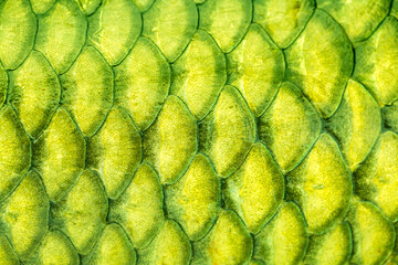 Fish scales background, texture of fish close up. Reptile skin. © Vera