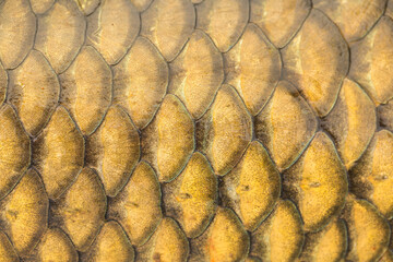Fish scales background, texture of fish close up. Reptile skin. © Vera