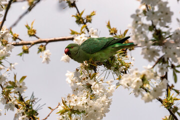 parakeet on a blooming tree