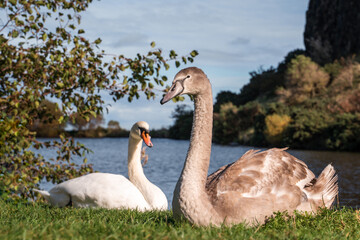 two swans resting on the grass