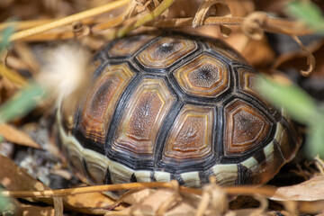 Tortoise on the ground