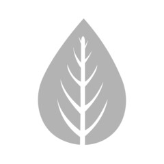 image of a leaf of a plant on a white background