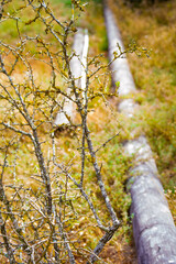autumn in the forest