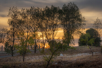 Fototapeta premium BEST SUNSET IN SETIF ALGERIA NORTH AFRICA WITH TREES IN FRONT OF THE SUN WITH BEAUTIFUL SILHOUETTE