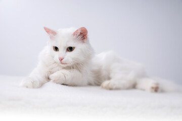 Fototapeta na wymiar Pure white cat with turquoise blue eyes and pink defective ears