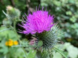 Milk thistle (Silybum marianum), Cardus marianus, Blessed milkthistle, Saint Mary's thistle, Mediterranean milk thistle, Variegated thistle, Mariendistel, Christi Krone, Donnerdistel or Fieberdistel