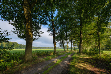 Fototapeta premium Landgoed Tongeren, Epe, Gelderland province, The Netherlands