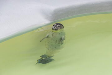 baby seal