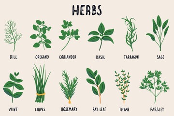 Herbs set isolated vector illustration in hand drawn flat style. Such as dill, oregano, tarragon, mint, rosemary, parsley, coriander, thyme, basil, bay leaf, oregano, sage. Food magazine illustration