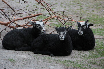 Riunione di famiglia