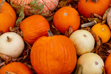 Pumpkins on the dry leaves at the pumpkin patch. Outdoor farmer market. Street decoration for Thanksgiving Day and Halloween. Autumn still-life. October and Nov ember celebration. .