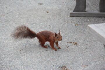 squirrel at the park