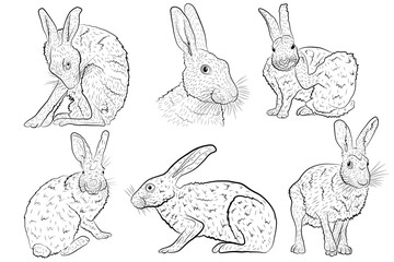 Set Vector illustration of a European hare isolated on a white background. Vector illustration.