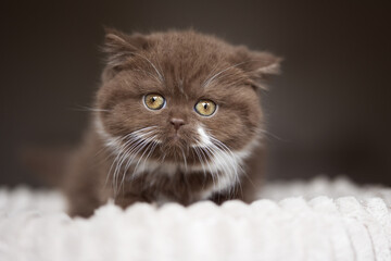 Edel Britisch Kurzhaar Katze Kitten Odd eyed cinnamon