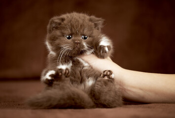 Edel Britisch Kurzhaar Katze Kitten Odd eyed cinnamon