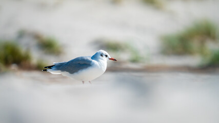 Eine hübsche Möwe an einem Strand