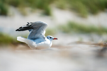 Eine hübsche Möwe an einem Strand