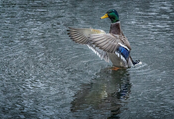 Ente im Winter beim Flügelreinigen