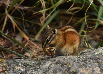 Chipmunk Eating an Acorn While on a Rock