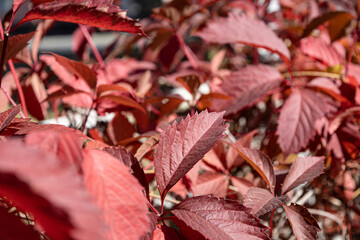 autumn grape leaves, background. flowers
