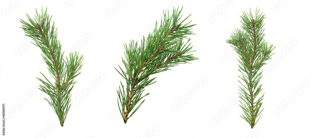 Aufkleber a set of spruce branches in isolation on a white background