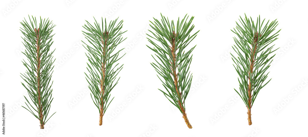 Poster a set of spruce branches in isolation on a white background
