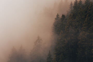 Fototapeta na wymiar Foggy Forest