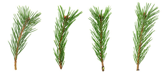 a set of spruce branches in isolation on a white background