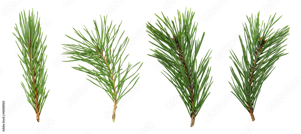 Aufkleber a set of spruce branches in isolation on a white background