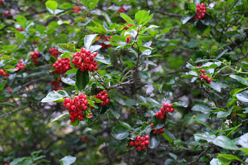 autumn leaves and fruits of the Crataegus, hawthorn, quickthorn tree, Fruit of different species of Crataegus close-up, concept of devotive gardening and landscaping