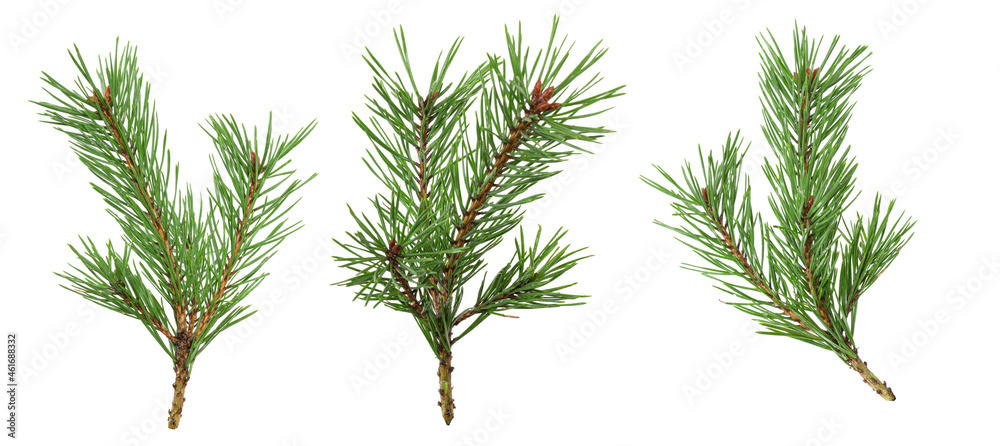 Poster a set of spruce branches in isolation on a white background