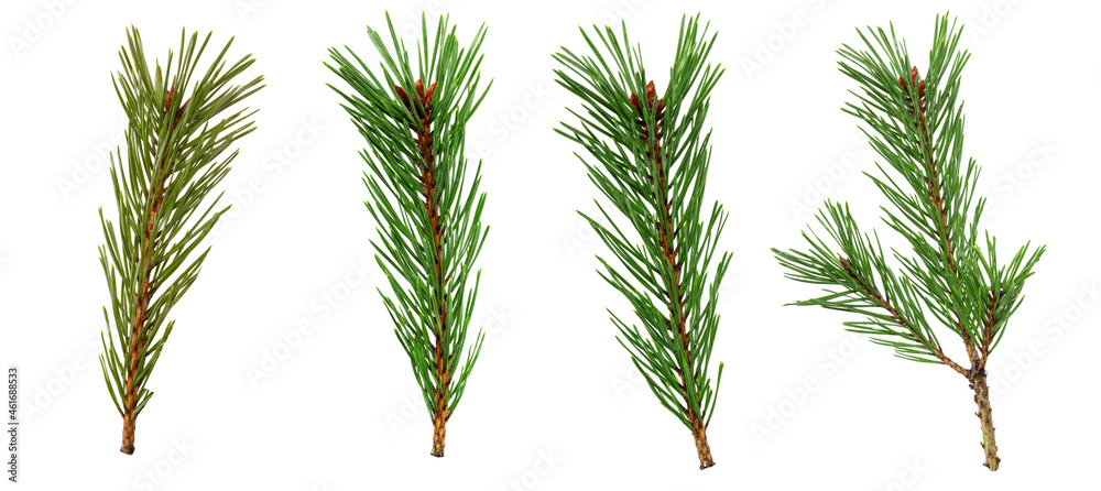 Poster a set of spruce branches in isolation on a white background