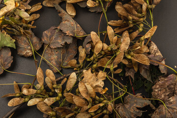 Birch branches with yellow leaves on black stone concrete background