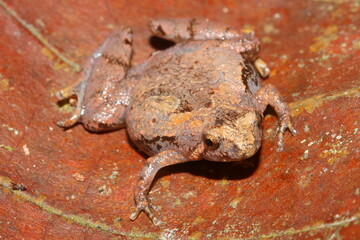 Obraz premium Matang narrow-mouthed frog - Microhyla borneensis in natural habitat