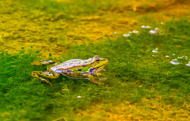 Frog sitting on a swamp or in a pond, beautiful landscape green background with place for text, the concept of protecting wildlife and ecology