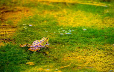 Frog sitting on a swamp or in a pond, beautiful landscape green background with place for text, the concept of protecting wildlife and ecology