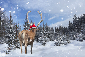 Hirsch mit Nikolausmütze im zugeschneiten Wald
