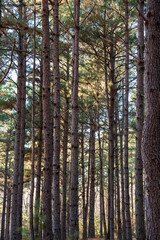Fototapeta premium Pine trees in the forest with sunlit sky and soft green foliage background ~INTO THE FOREST~