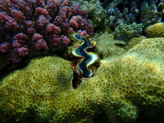 Rubber coral, rubbery zoanthid, encrusting zoanthid (Palythoa tuberculosa) and cauliflower coral,...