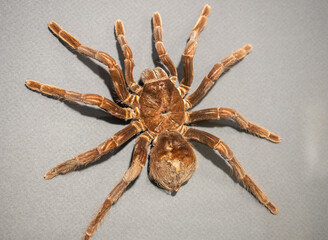 Specimen of Mygalomorphe Terphosidae, Theraphosa blondi. Large orange-brown tarantula.