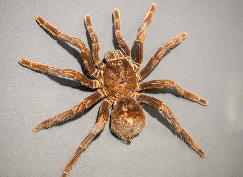 Specimen of Mygalomorphe Terphosidae, Theraphosa blondi. Large orange-brown tarantula.