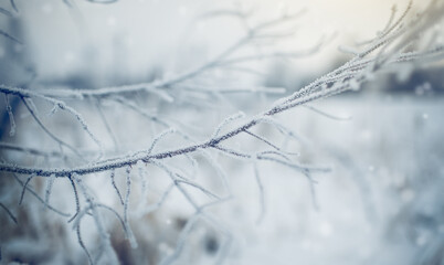 The bushes is covered with frost.