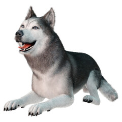 3D Rendering Siberian Husky on White
