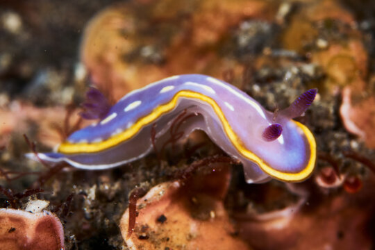 Close-up of a mediterranean sea slug (Felimida Khroni)