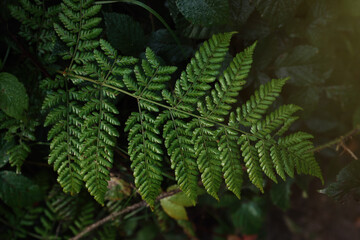 Fototapeta na wymiar Green fern growing in forest, top view